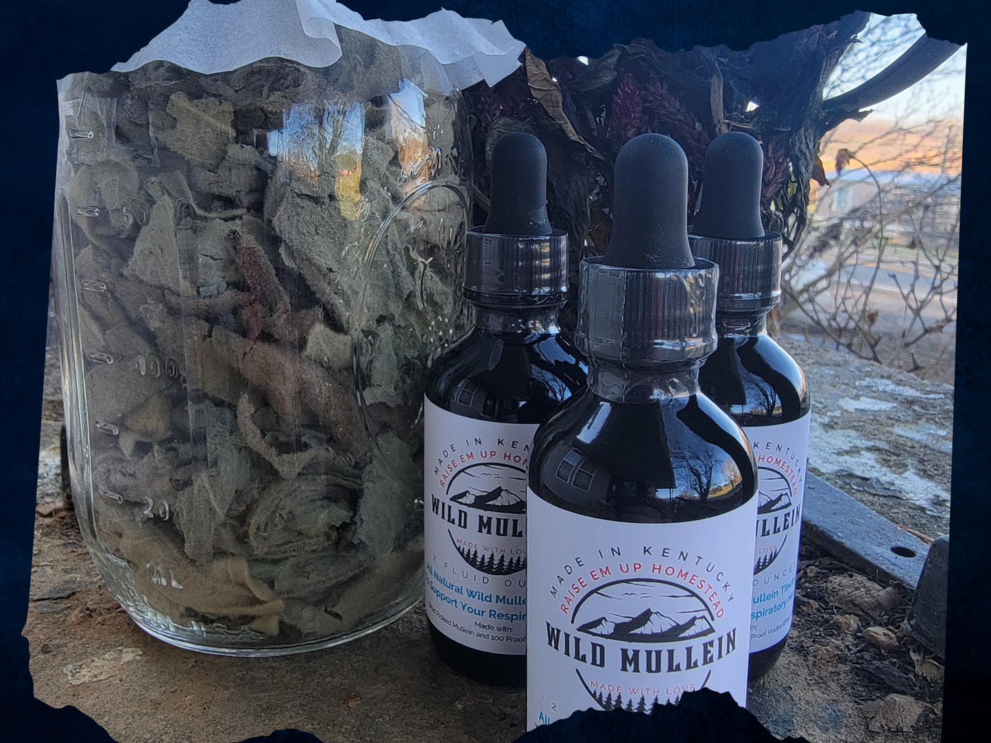 Mullein and Broad-Leaf Plantain Tincture - Fresh - All Natural Lung Care - Foraged Mullein and Broad-Leaf Plantain